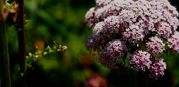 Close-up of purple flowers