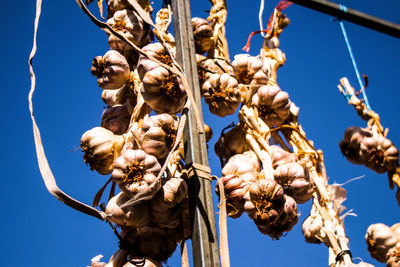 Garlic bulbs hanging on wood