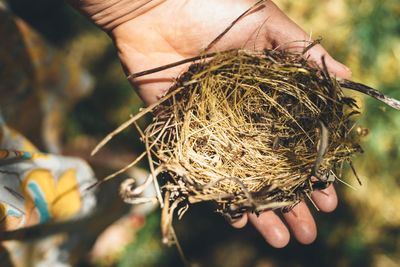 Close-up of hand holding bird nest