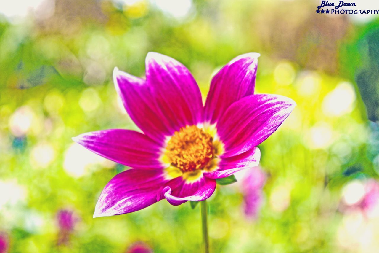 CLOSE-UP OF PINK FLOWERS