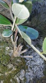 Close-up of leaves