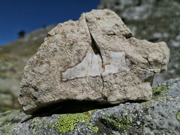 Close-up of plant