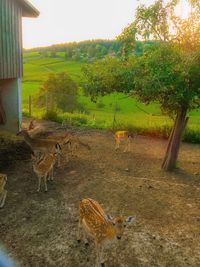 View of deer on field