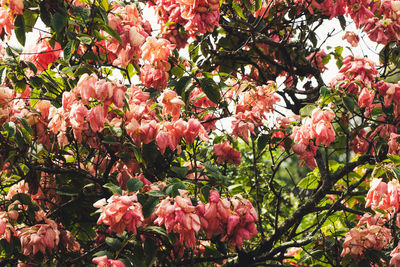 Low angle view of pink flowering plants