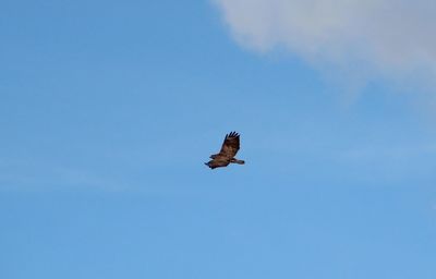 Low angle view of a bird