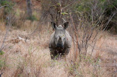 View of rhinoceros between bushes