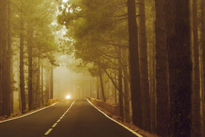 Empty road amidst trees in forest