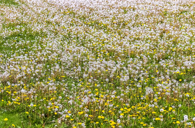 Scenic view of flowering plants on field