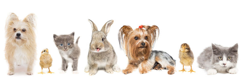 View of dogs against white background