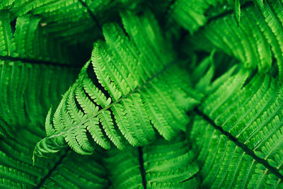 Full frame shot of green leaves