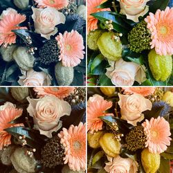 High angle view of roses on plant