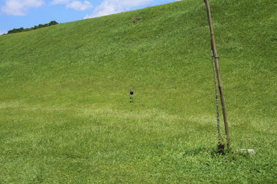 Scenic view of green field