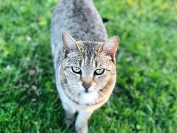 Portrait of tabby cat on field