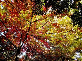 Low angle view of maple tree