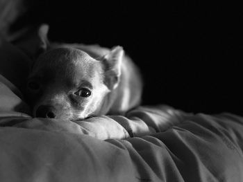 Portrait of dog relaxing on bed