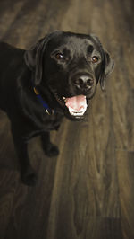 High angle view of black labrador retriever with mouth open on hardwood floor