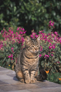 Cat sitting on flower