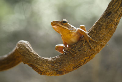 Tree frog on branch