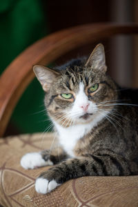 Close-up portrait of cat on chair