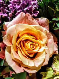 Close-up of rose blooming outdoors