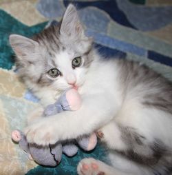 Close-up portrait of cat relaxing on floor