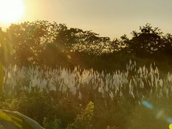 Scenic view of lake in forest against sky at sunset