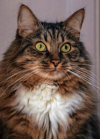 Close-up portrait of a cat