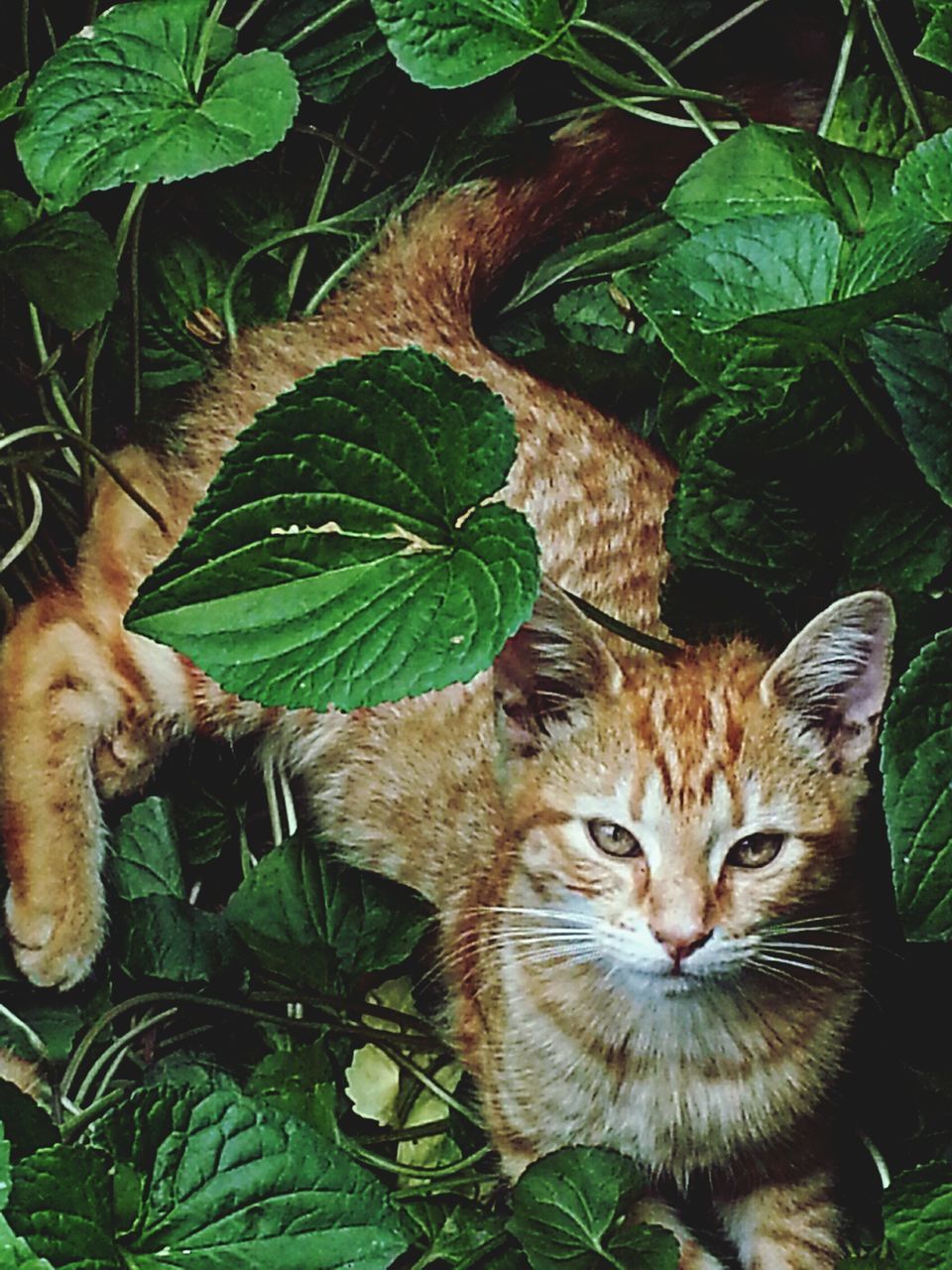 PORTRAIT OF A CAT WITH GREEN PLANTS
