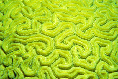 Full frame shot of plant