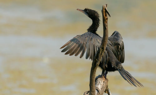 Close-up of bird perching on branch