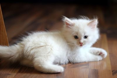 Close-up of cat lying on hardwood floor