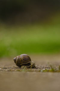 Close-up of snail on field