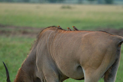 Little birds with bright orange beaks sit on the back of an eland antelope in kenya