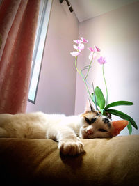 Cat resting on the floor