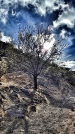 Bare trees on landscape against sky