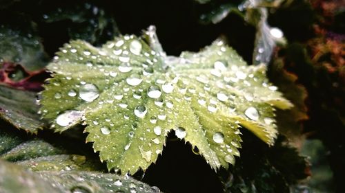 Close-up of leaves on water