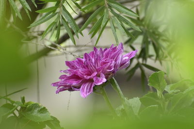 Close-up of pink flowering plant