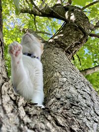 Red tabby kittrn in a tree looking up
