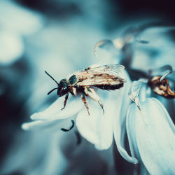 Close-up of bee pollinating on flower