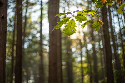 Low angle view of bamboo trees in forest