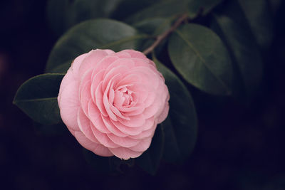 Close-up of pink rose blooming outdoors