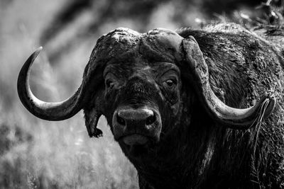 Close-up portrait of buffalo