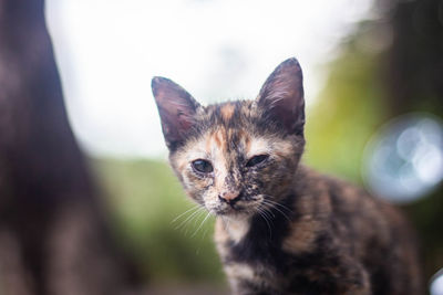 Close-up portrait of tabby cat