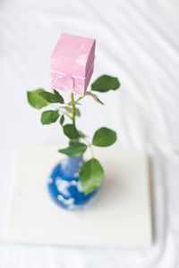 Close-up of green plant