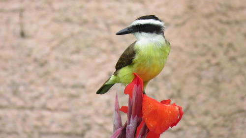 Close-up of bird perching on leaf