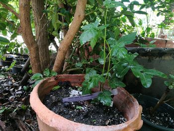 Close-up of potted plant against trees