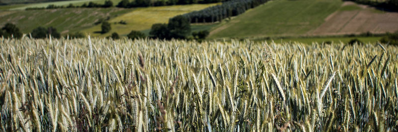 Close-up of wheat field