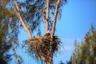 Low angle view of bird nest against sky