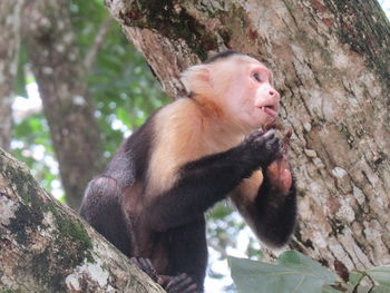 Low angle view of monkey sitting on tree trunk