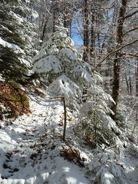 Close-up of snow on tree